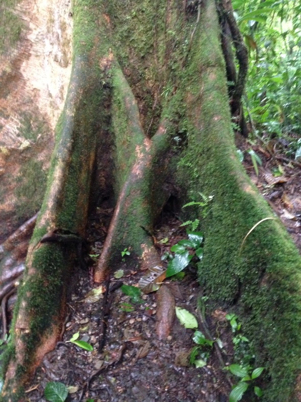 Huge tree roots